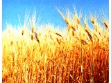 Barley was fed largely to horses and oxen, so it`s importance has declined.